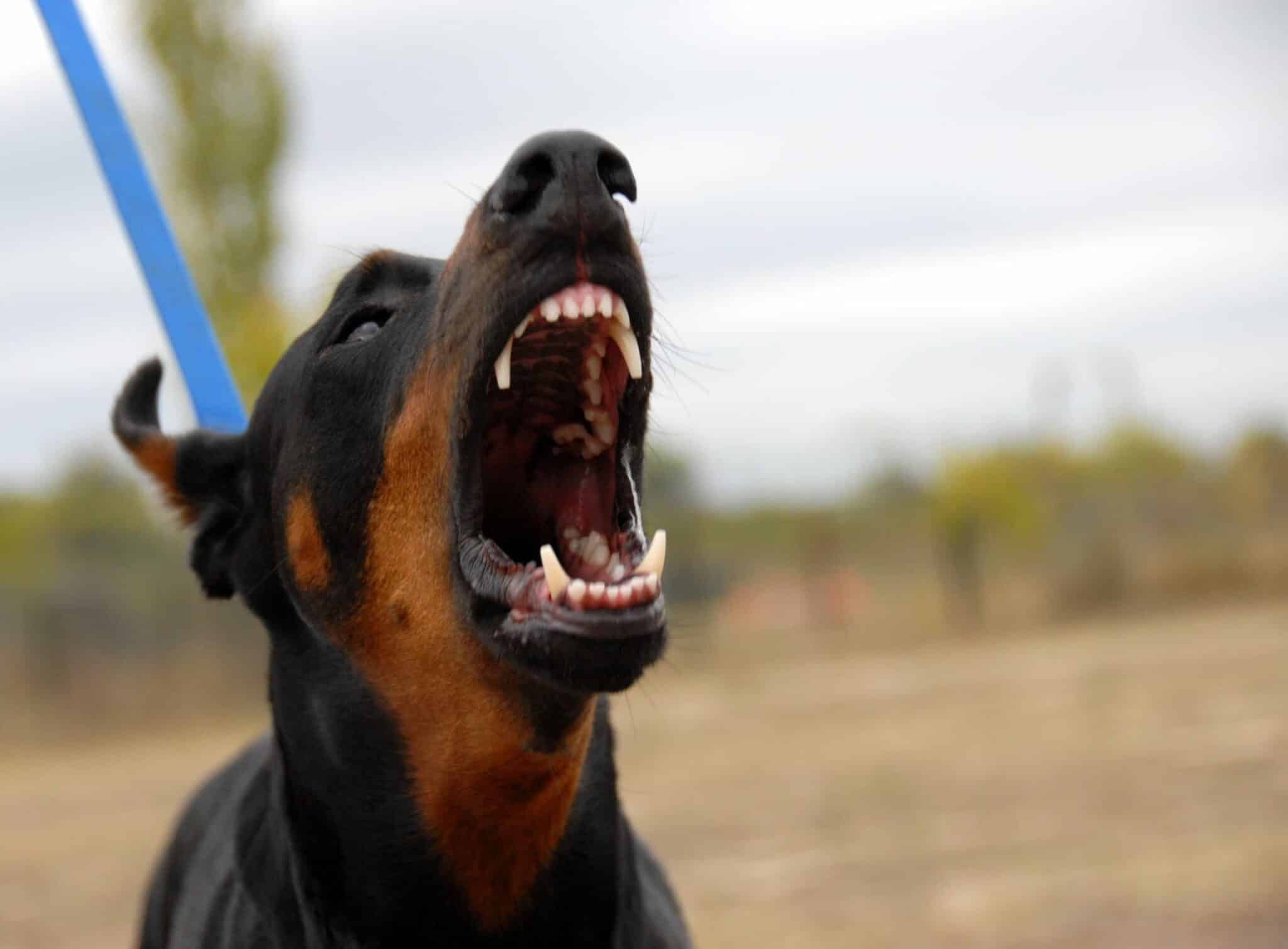 a dog barking