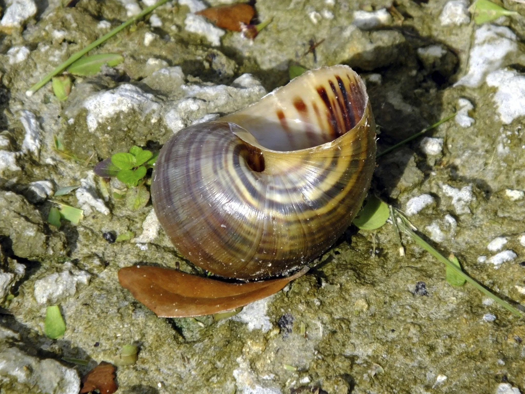 fresh water snails