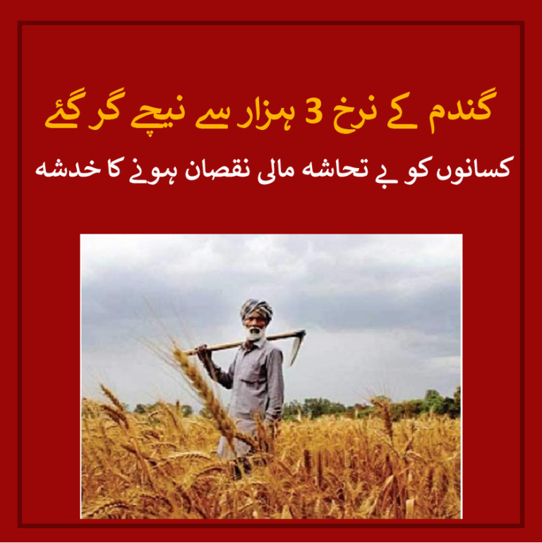 wheat price droped again in punjab pakistan